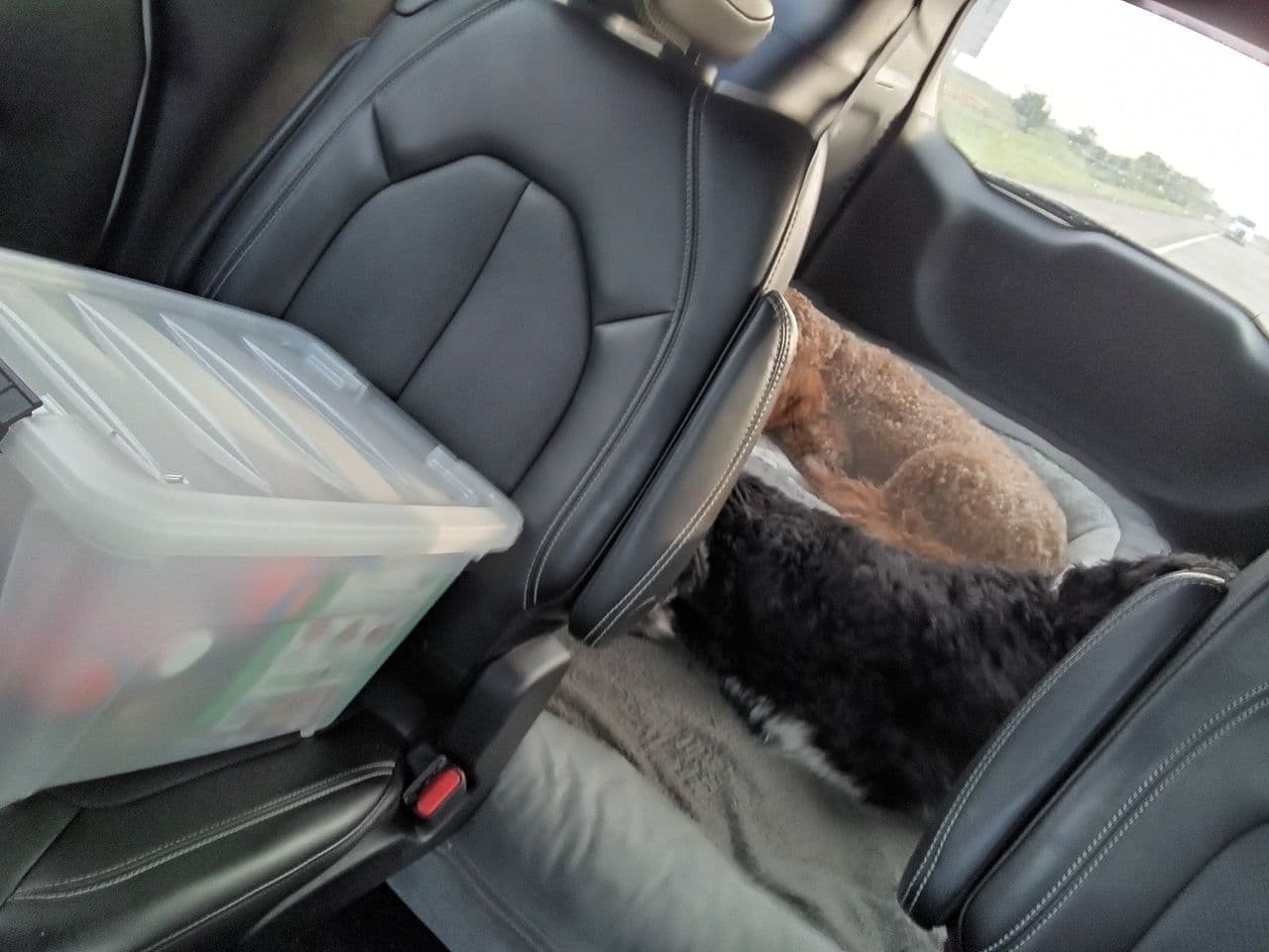 Pet travel photo 3
