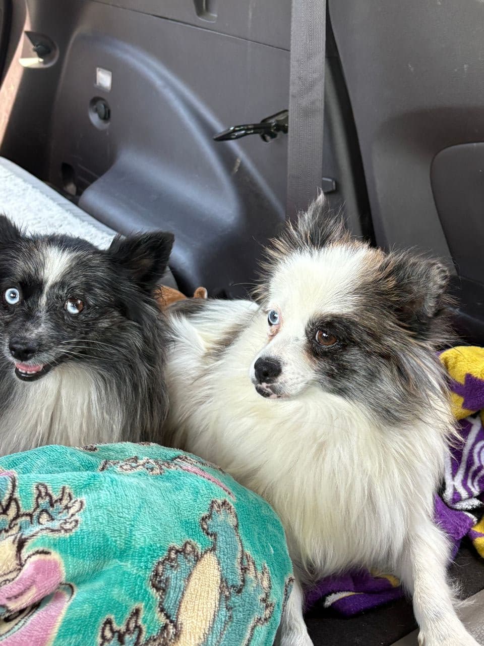 Pet travel photo 2