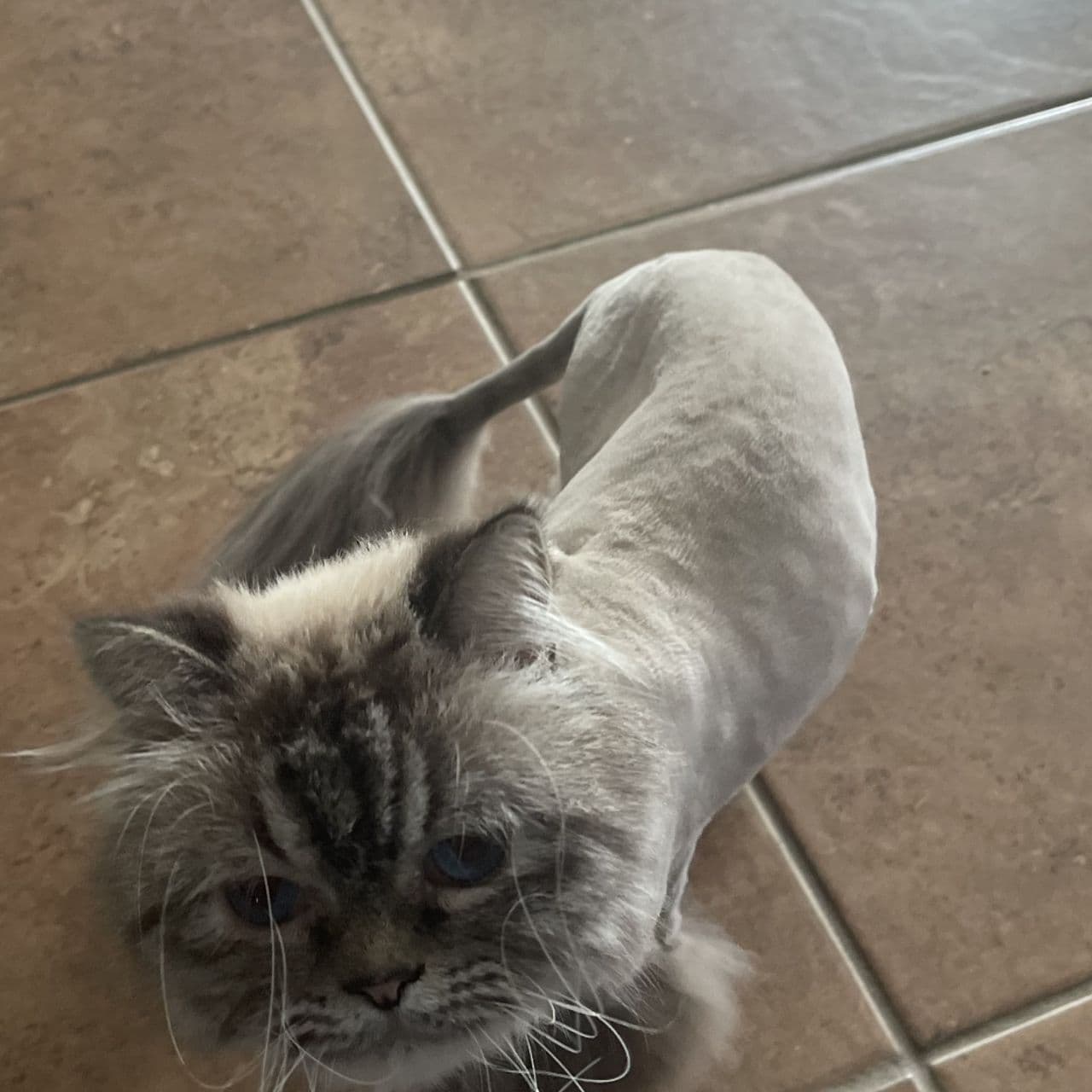 Pet travel photo 3