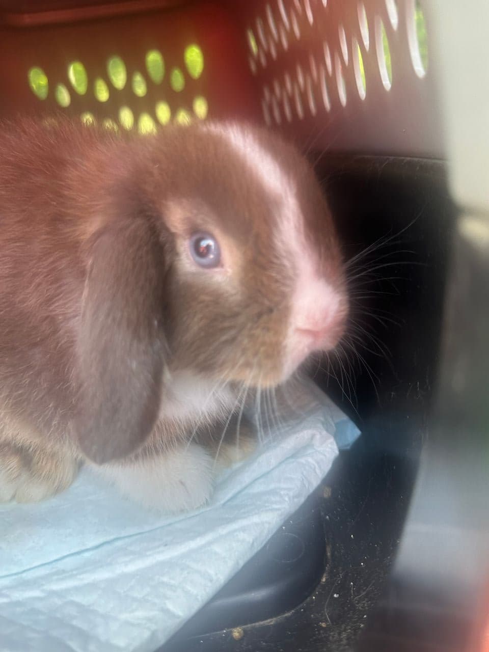 Pet travel photo 2