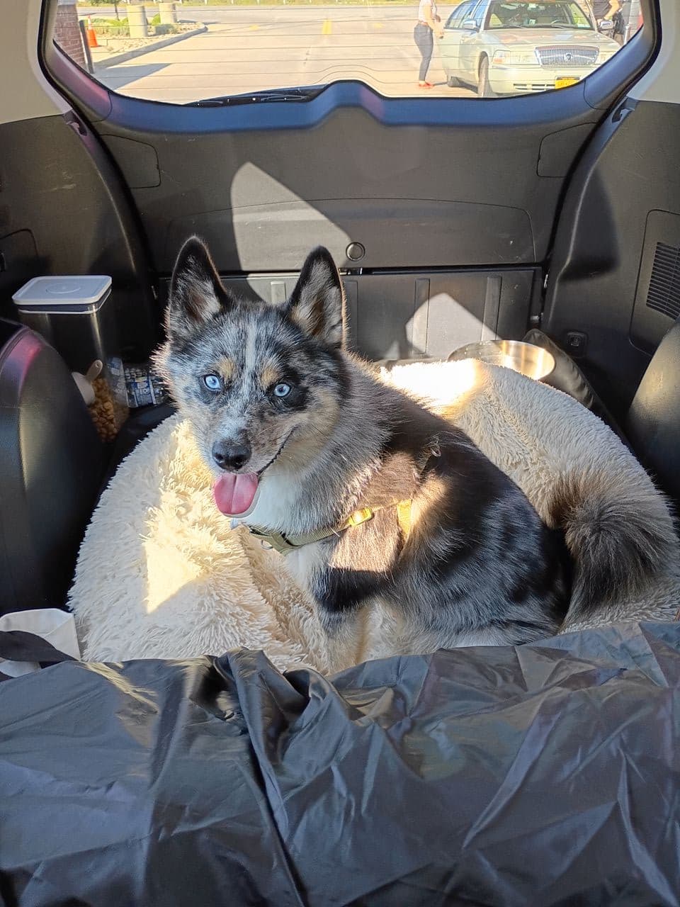 Pet travel photo 2