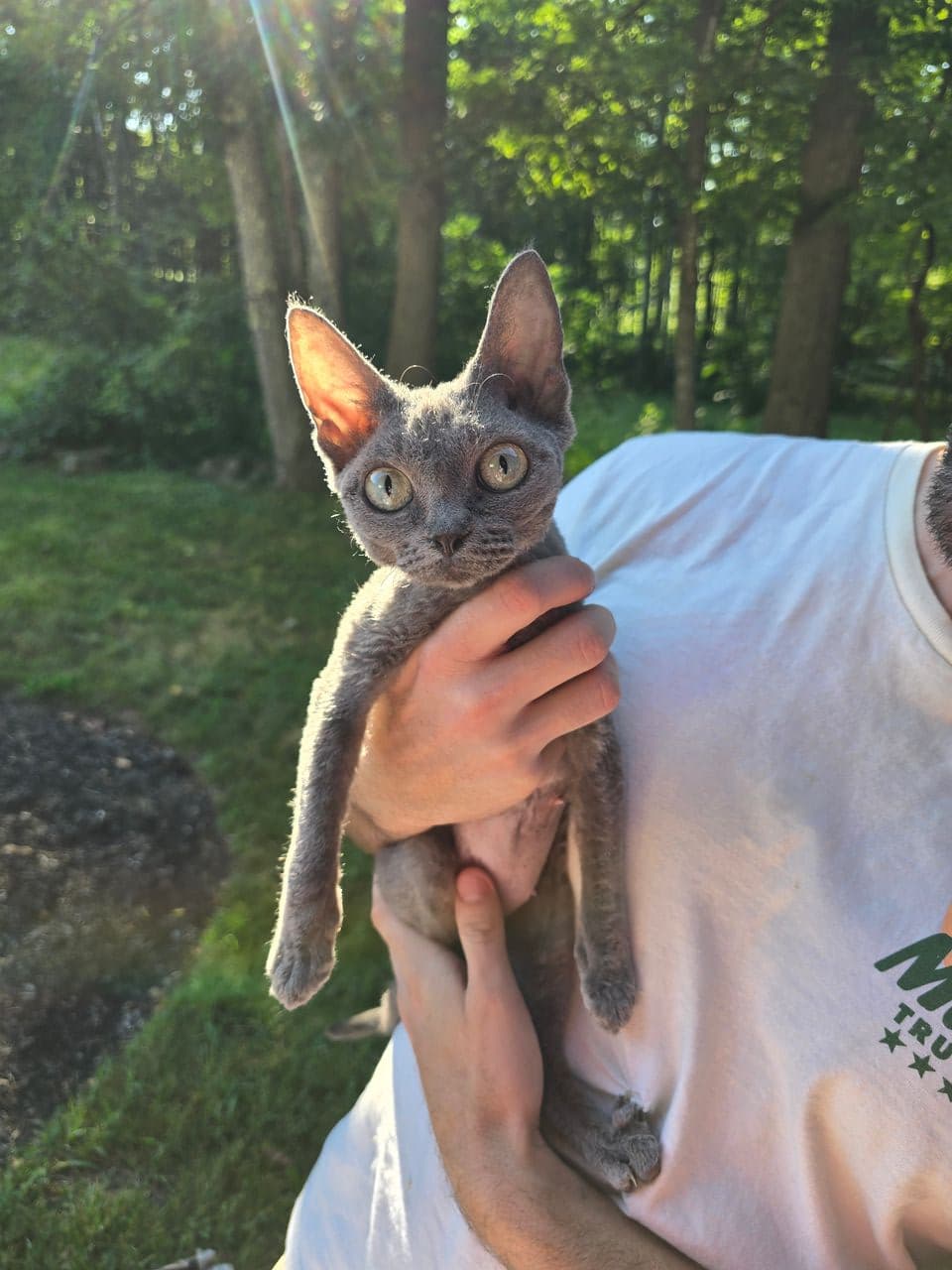 Pet travel photo 6