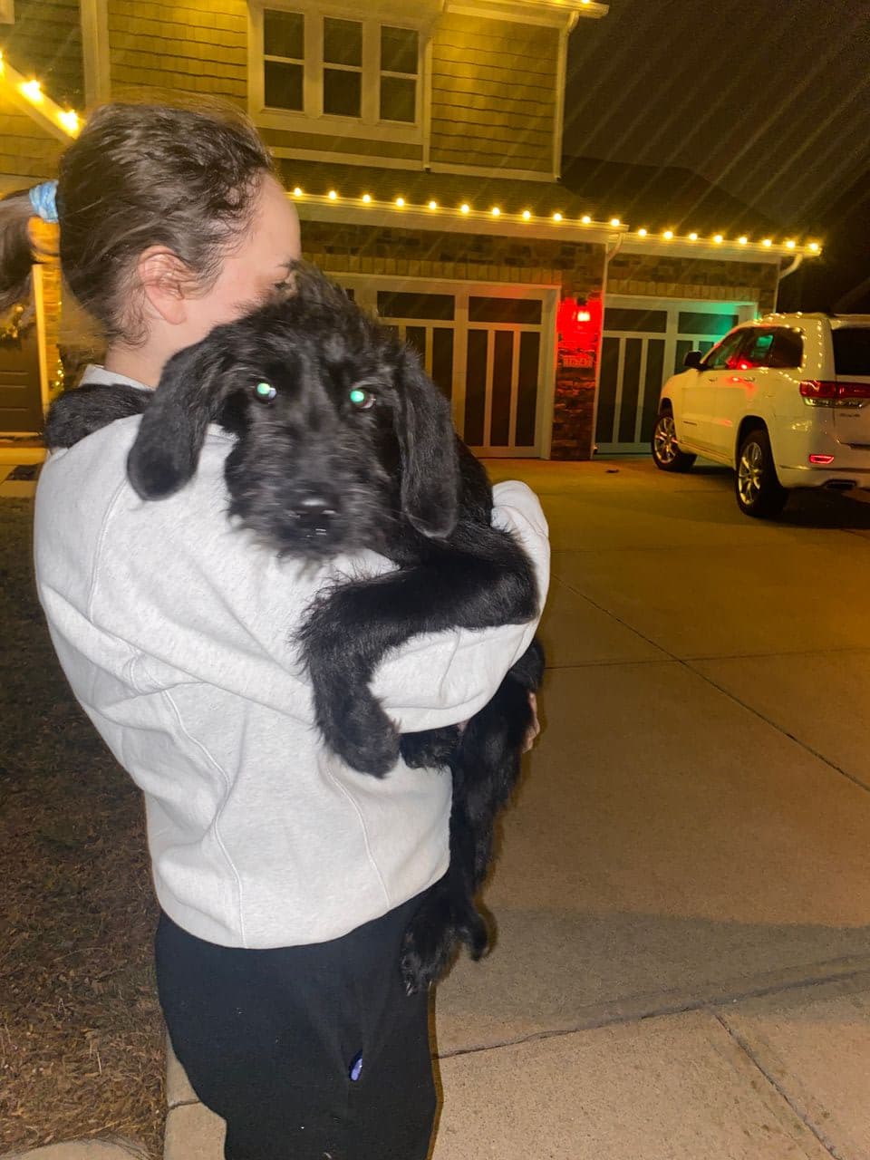 Pet travel photo 4