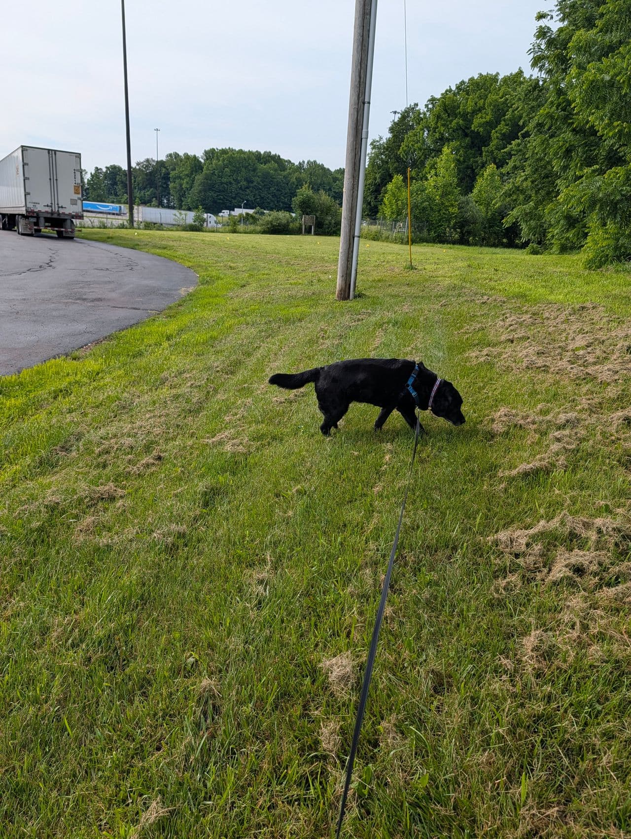 Pet travel photo 6