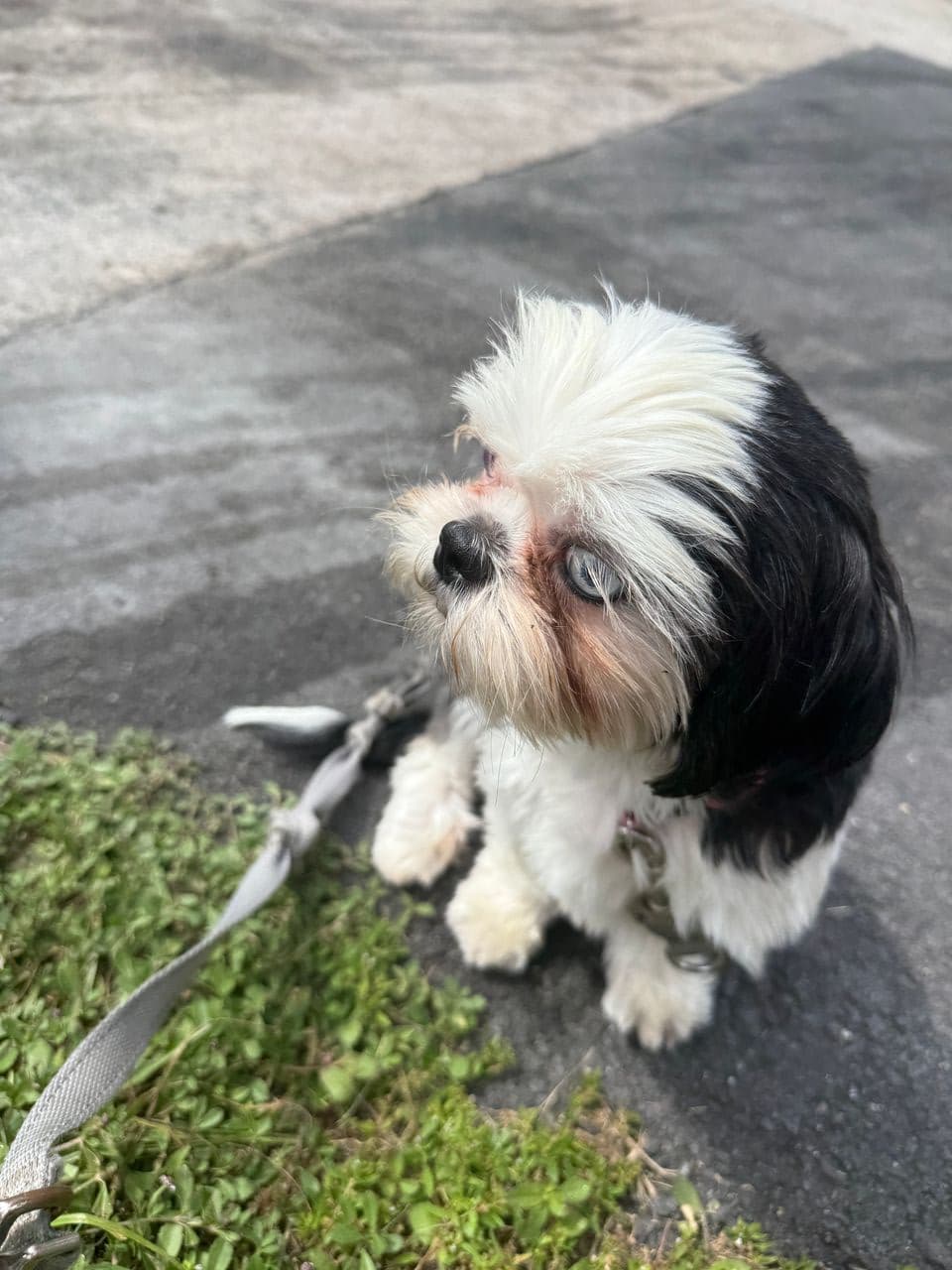Pet travel photo 2