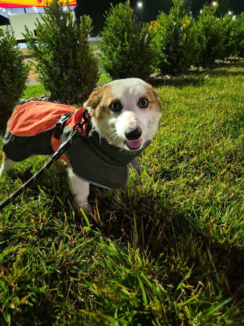 Pet travel photo 4