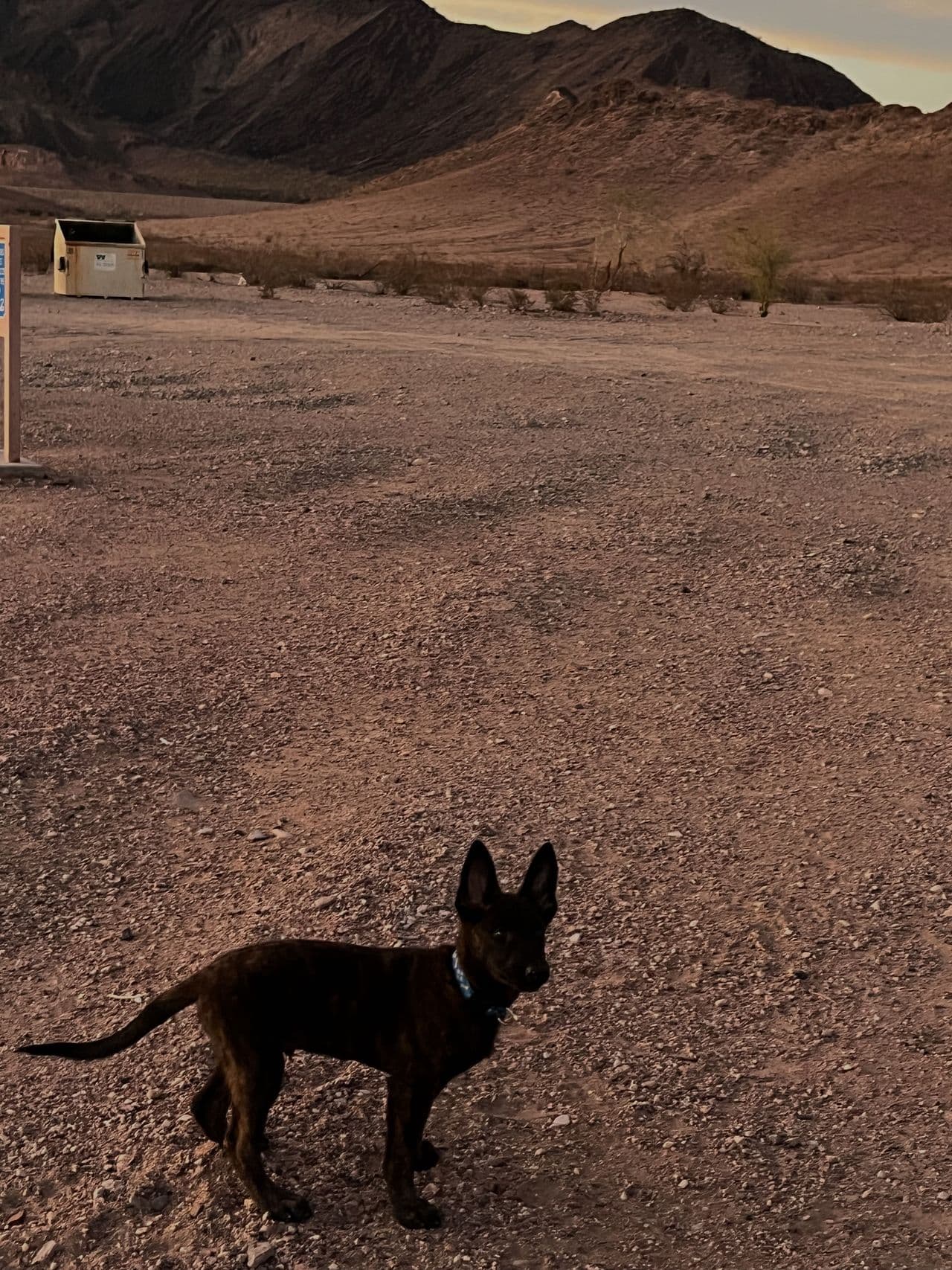 Pet travel photo 6