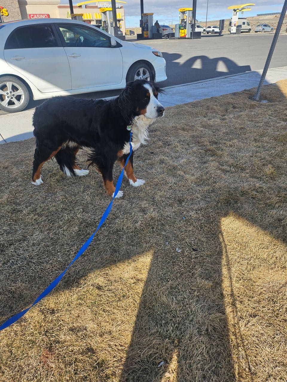 Pet travel photo 5