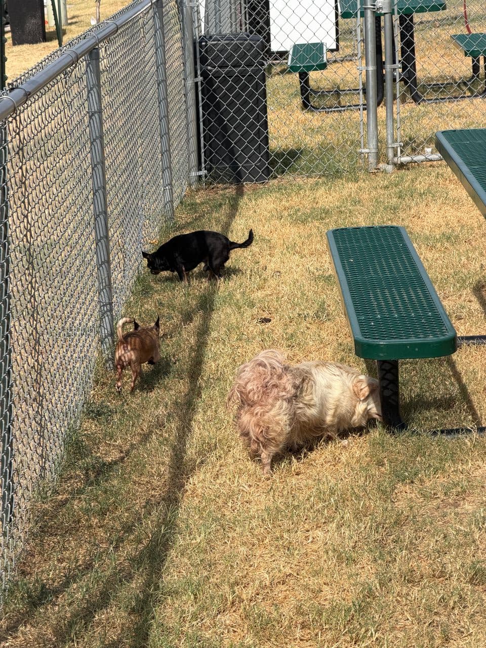 Pet travel photo 1