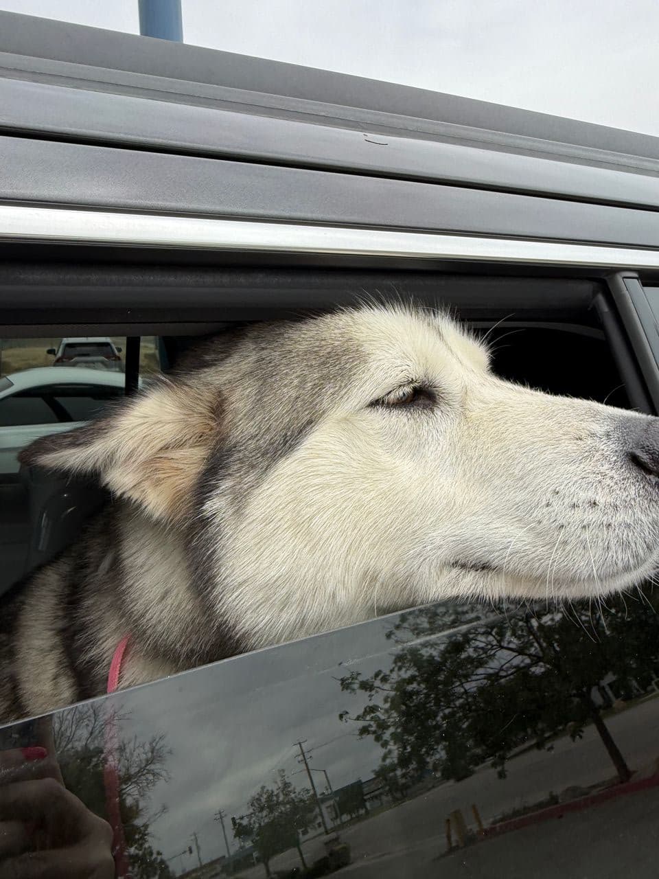 Pet travel photo 6