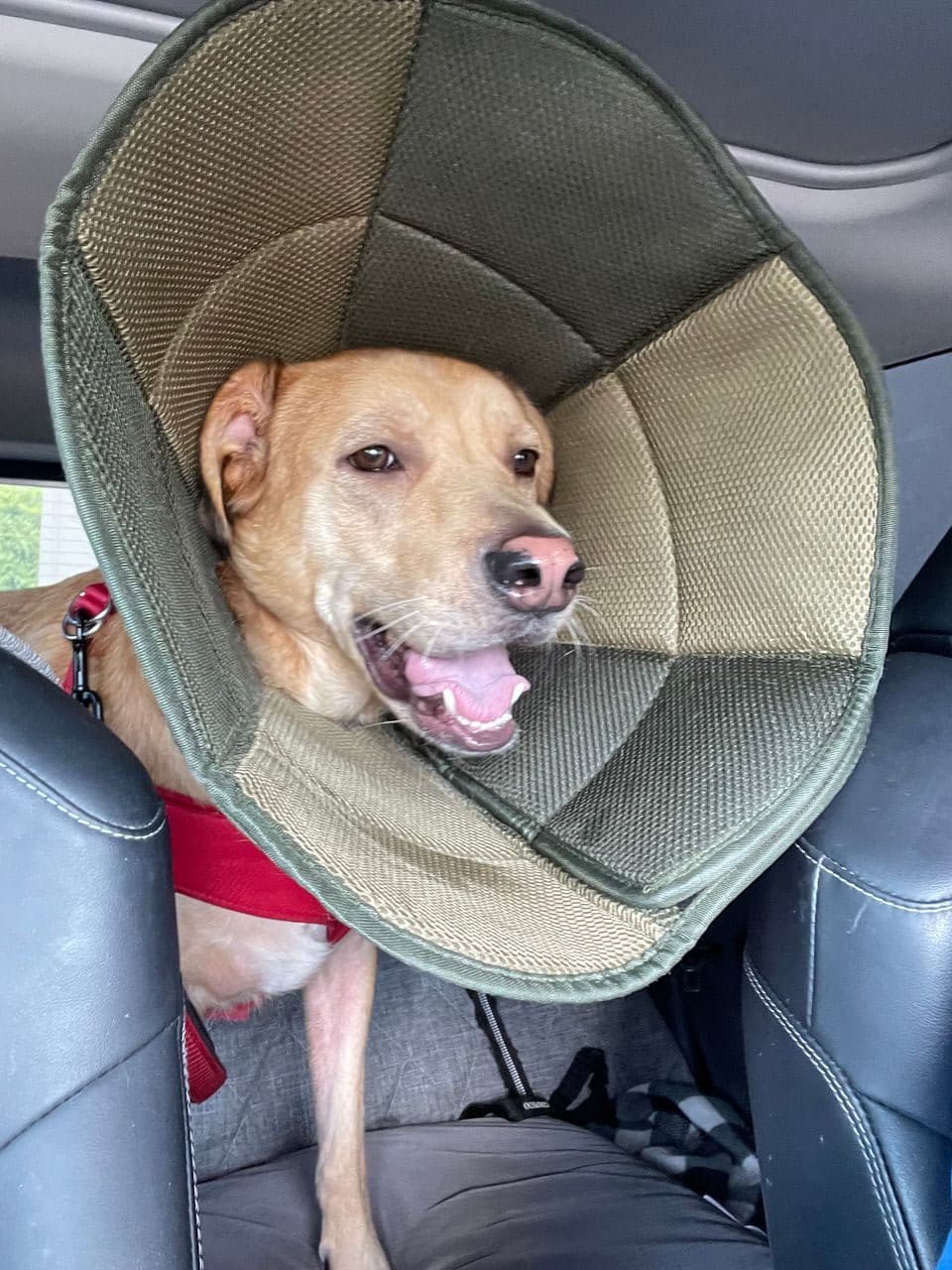 Pet travel photo 6