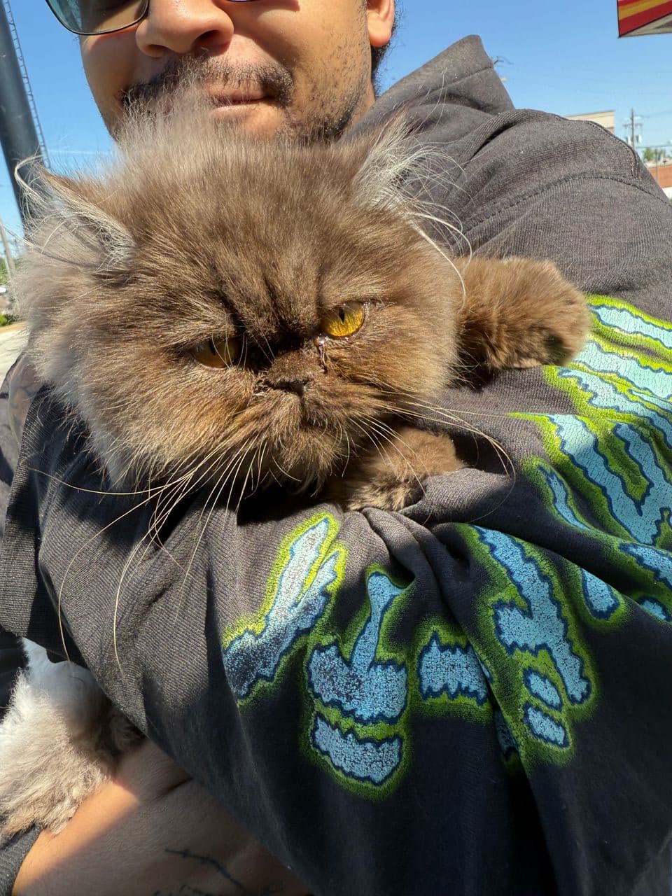 Pet travel photo 2