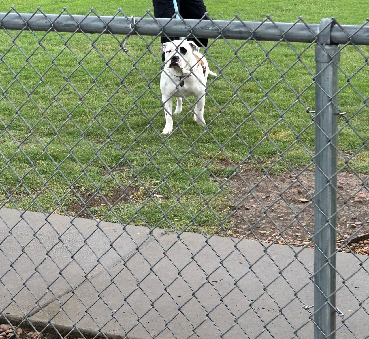 Pet travel photo 4