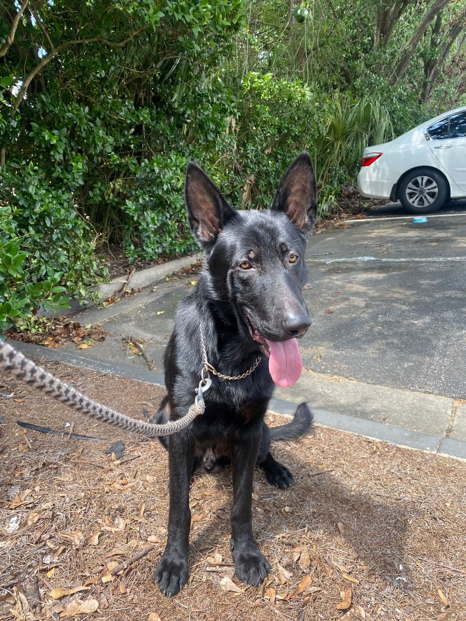 Pet travel photo 6