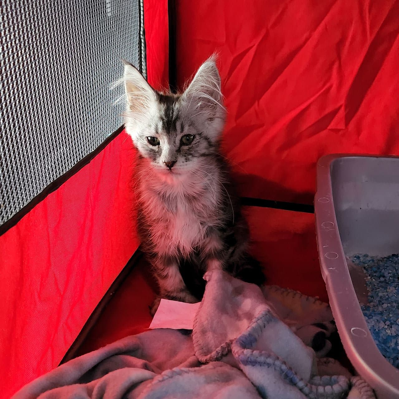 Pet travel photo 5