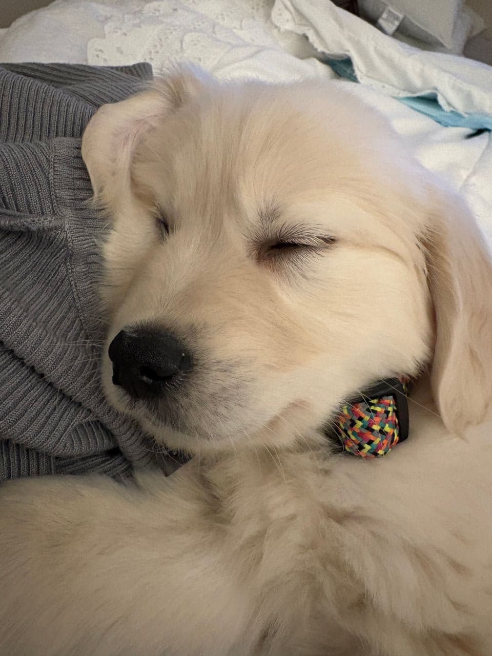 Pet travel photo 1