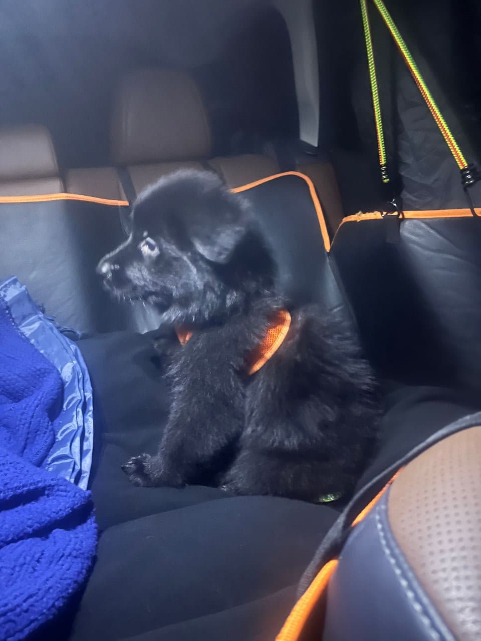 Pet travel photo 2