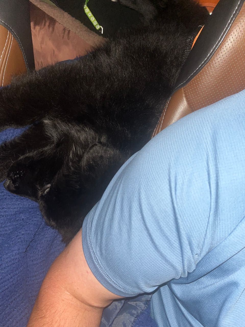 Pet travel photo 1