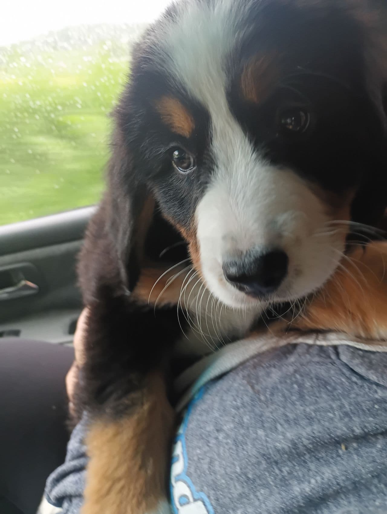 Pet travel photo 1