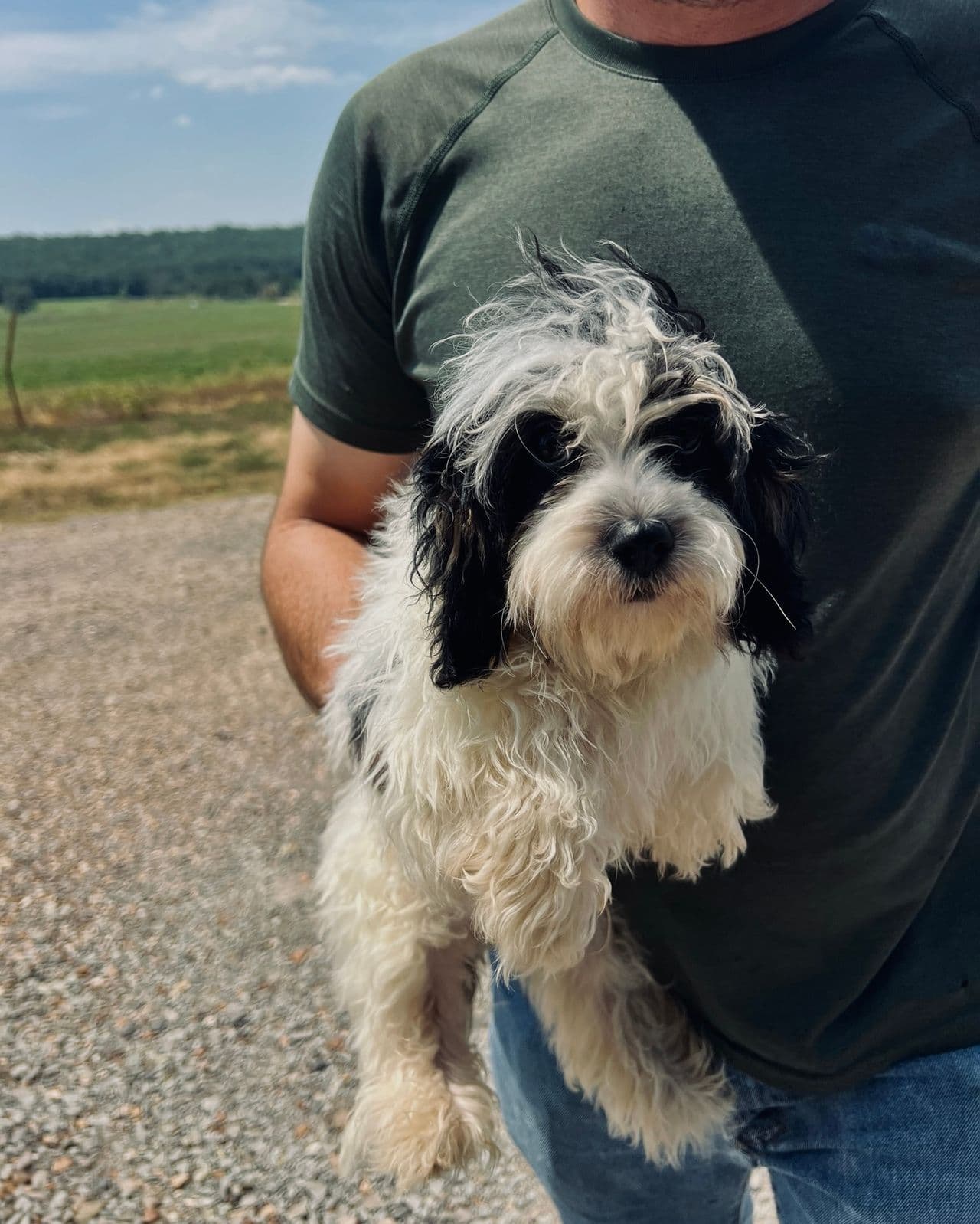 Pet travel photo 5