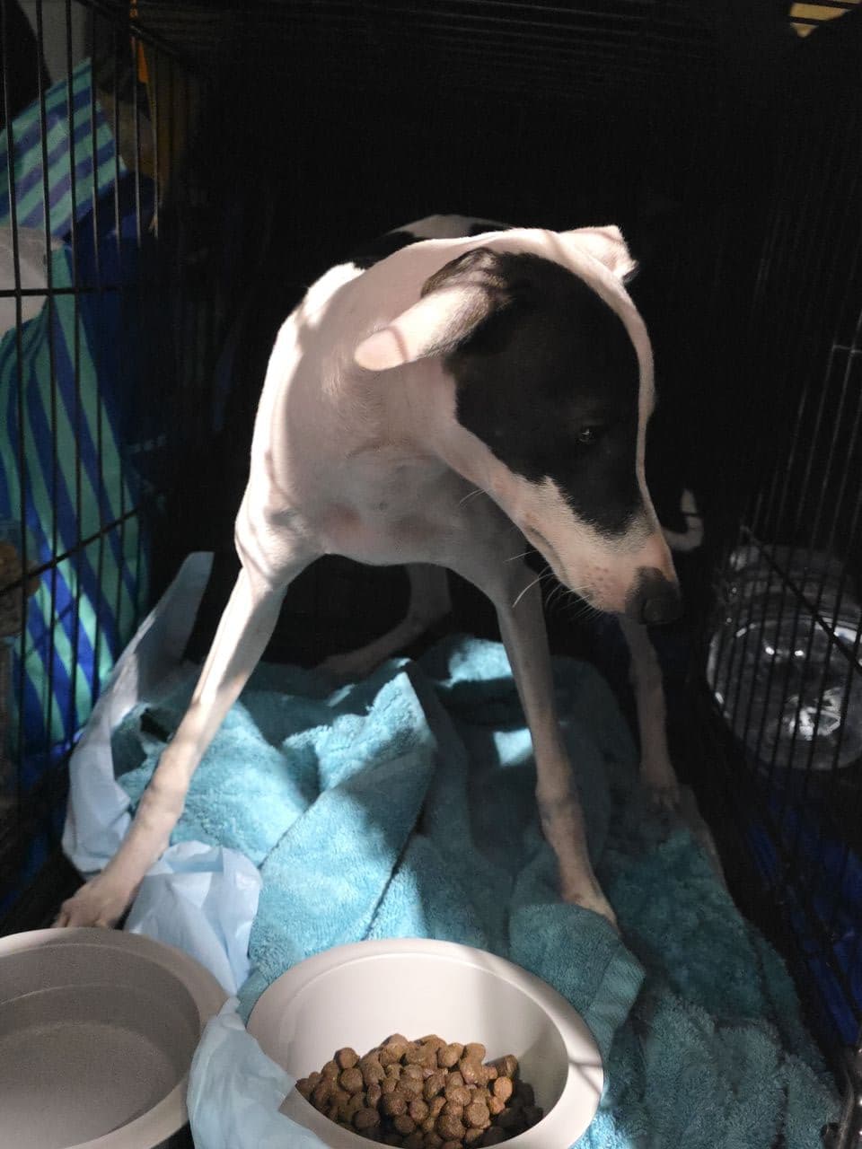 Pet travel photo 1