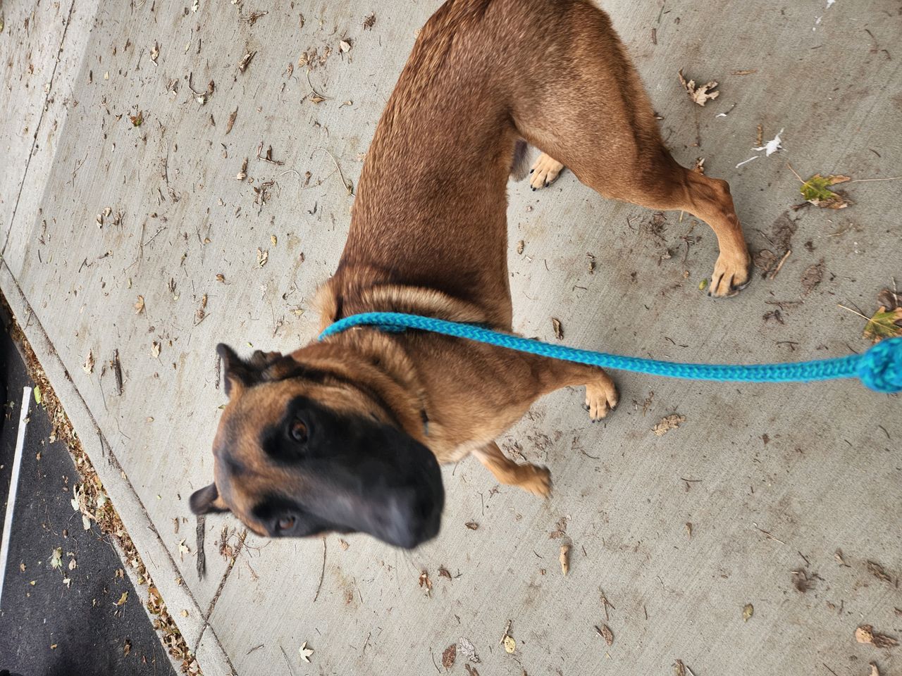 Pet travel photo 6
