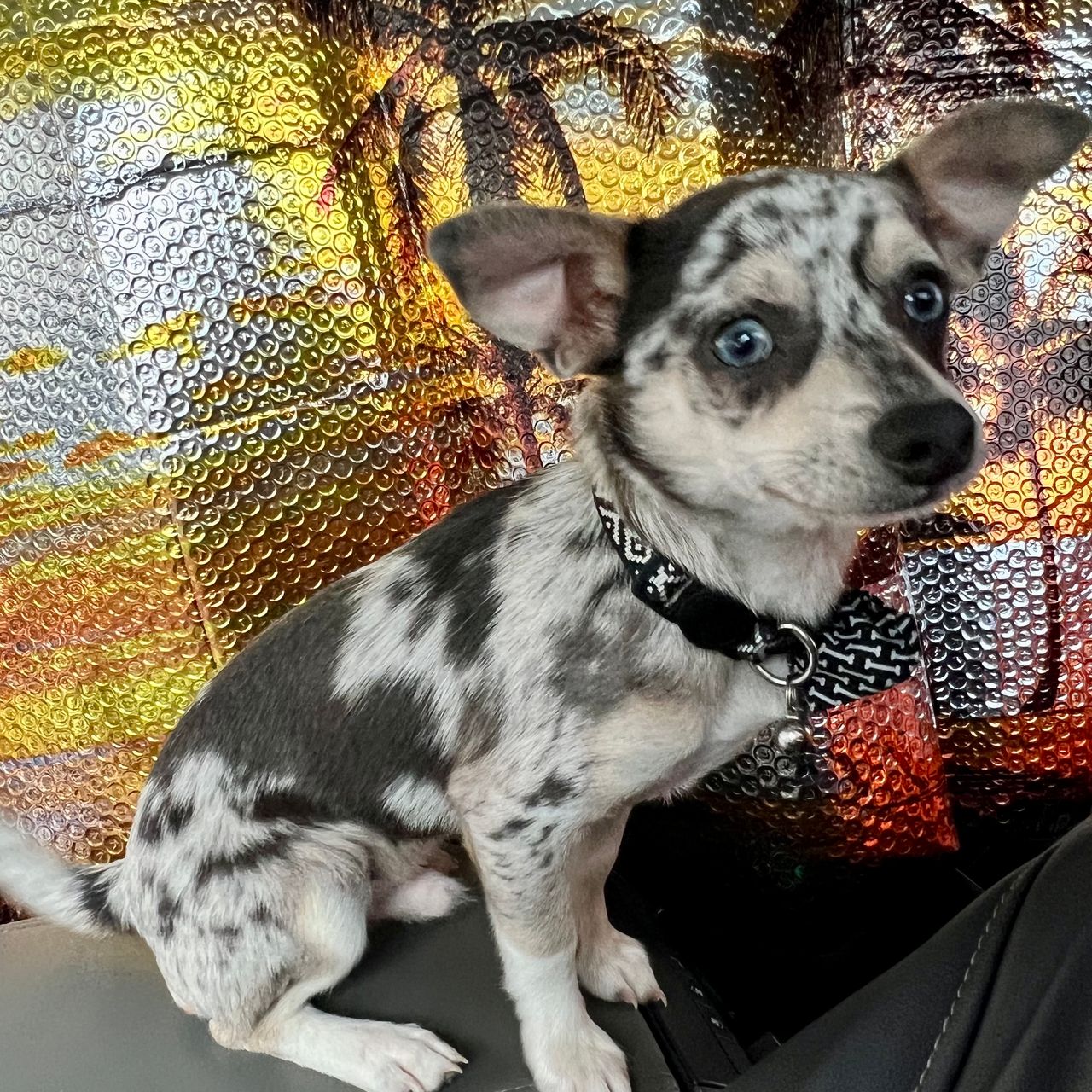 Pet travel photo 1