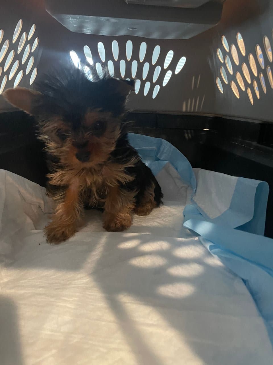Pet travel photo 6