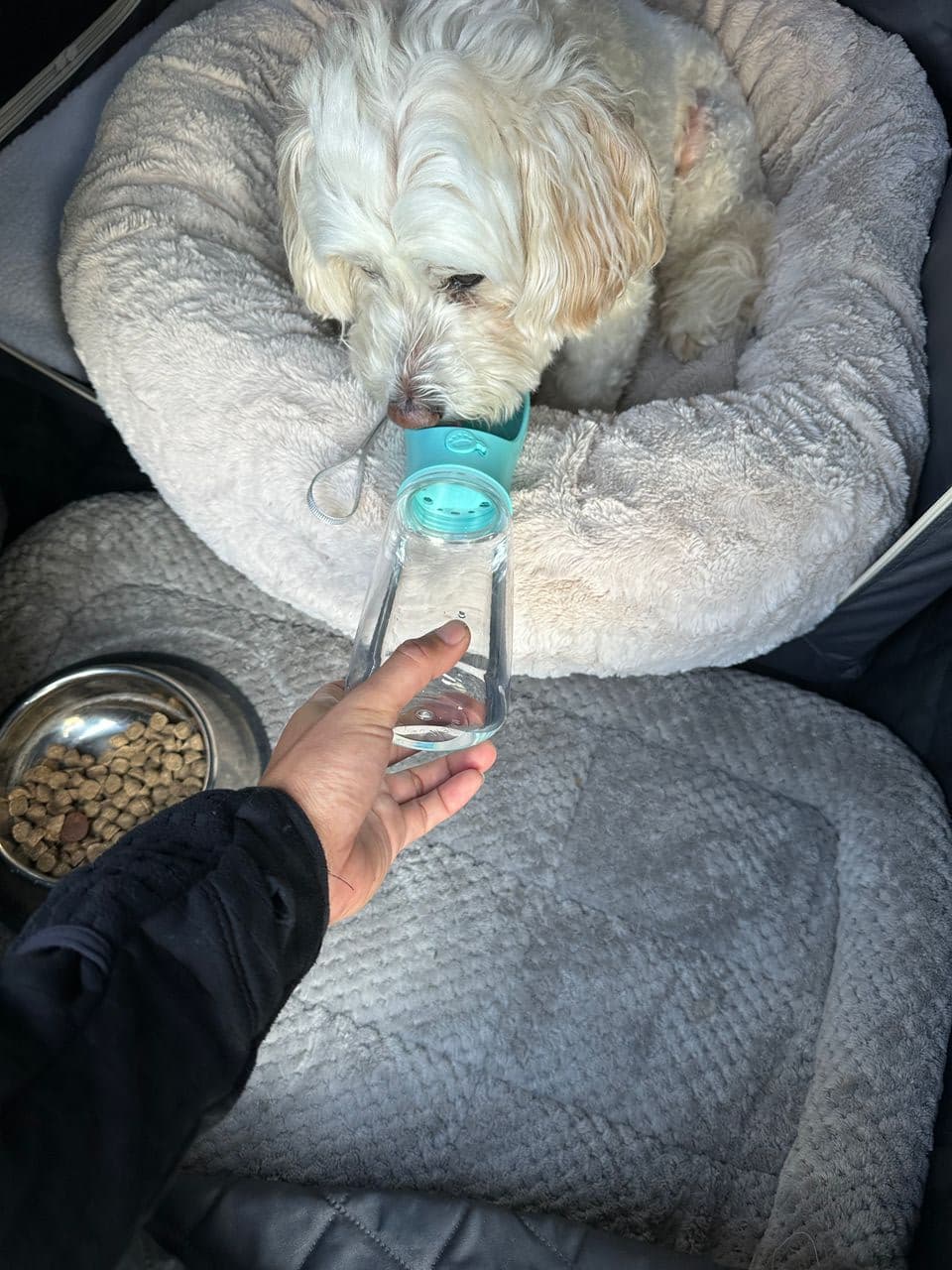 Pet travel photo 3