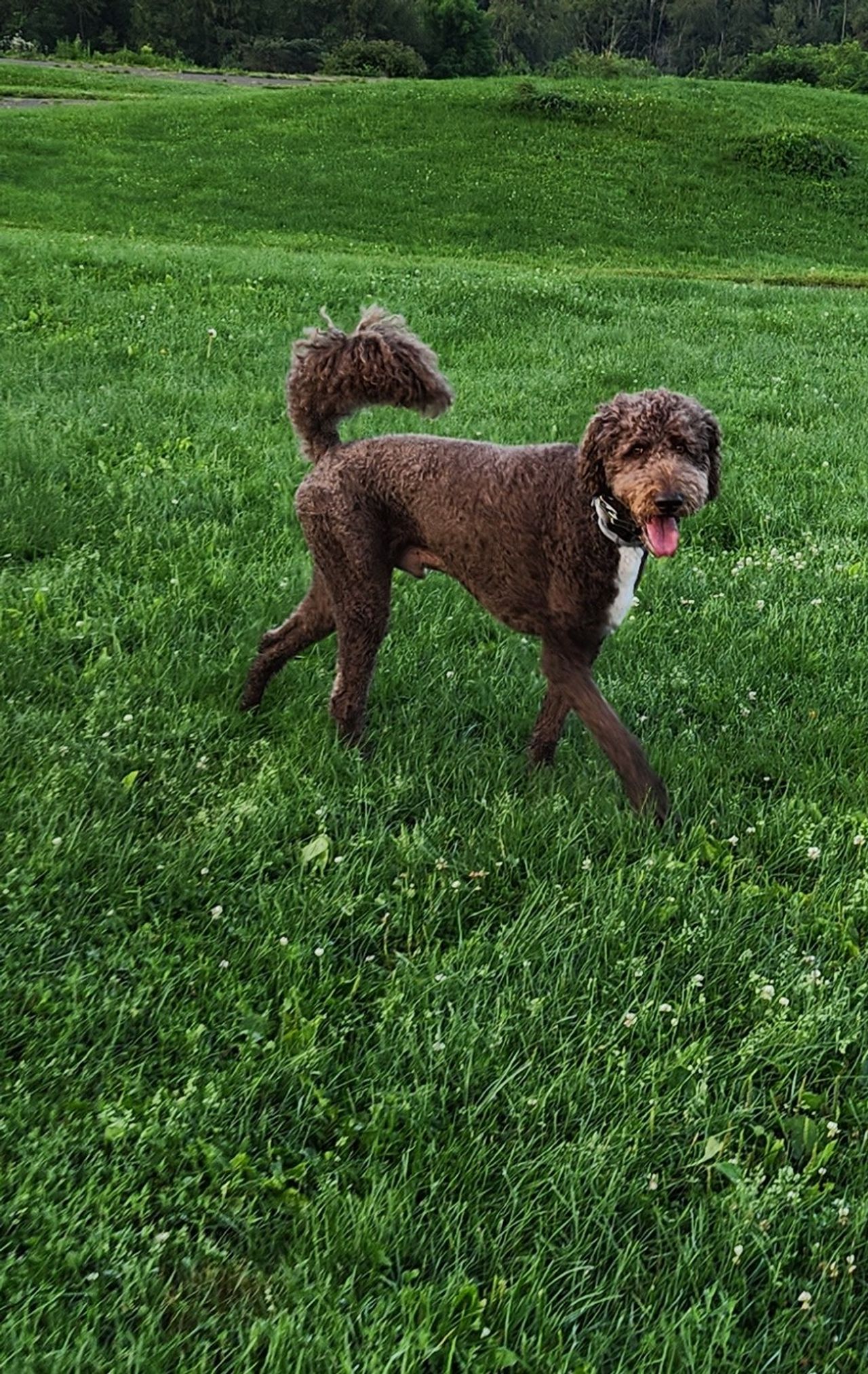 Pet travel photo 2