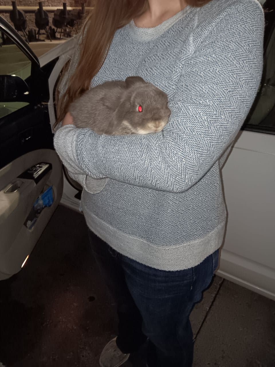 Pet travel photo 6