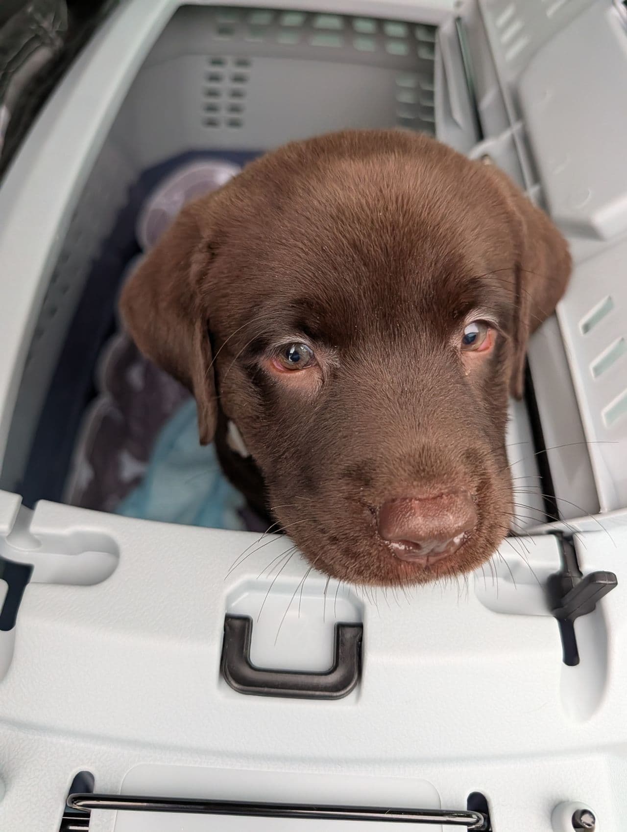 Pet travel photo 1
