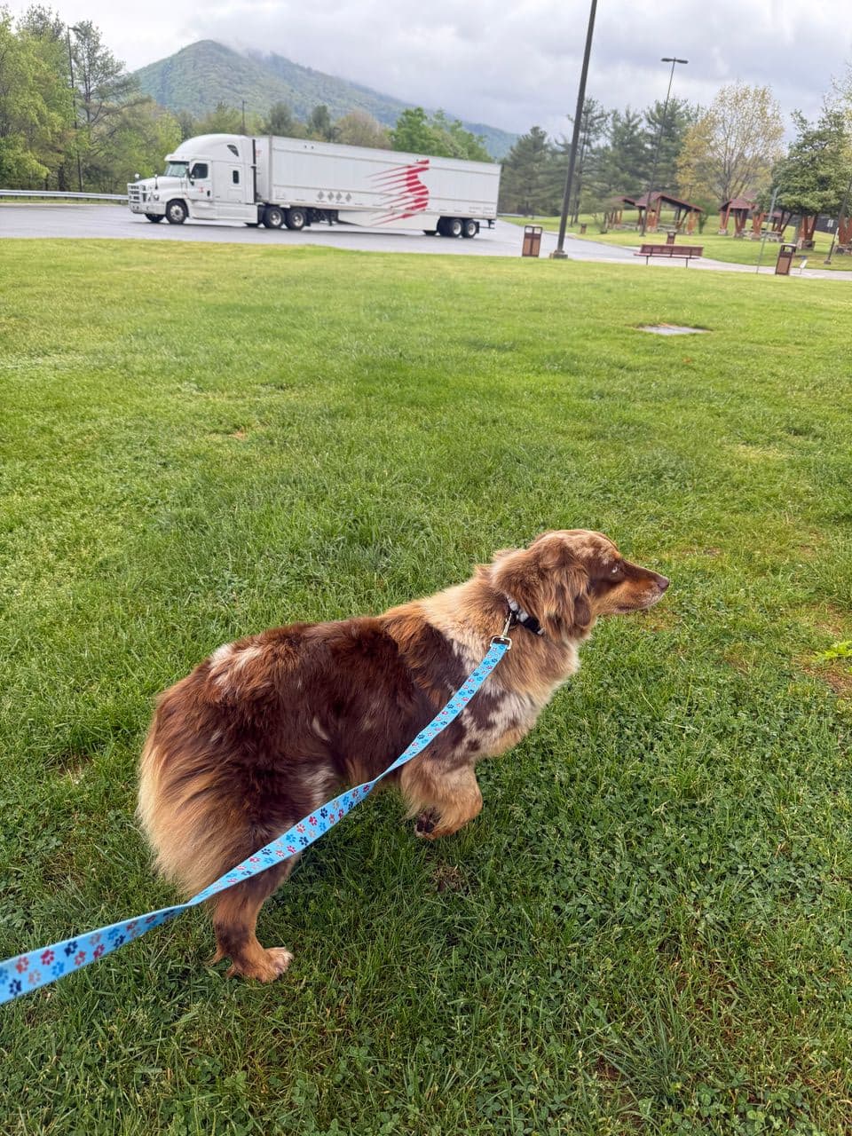 Pet travel photo 6
