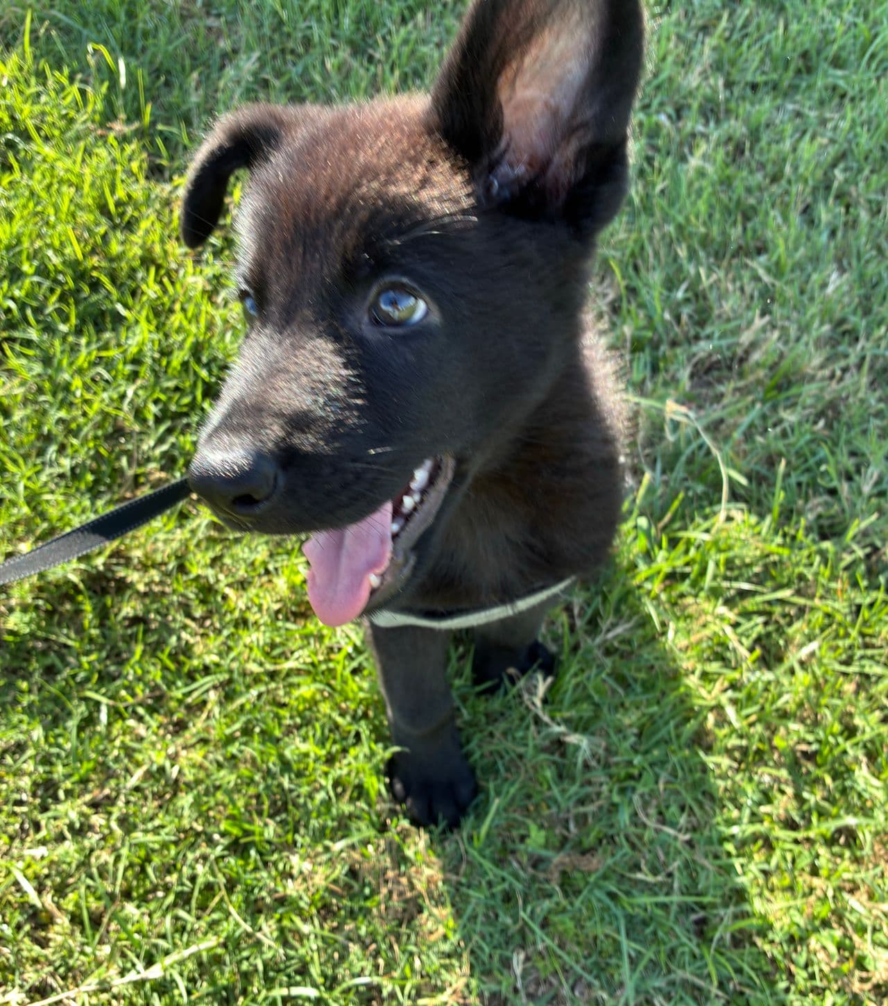 Pet travel photo 5