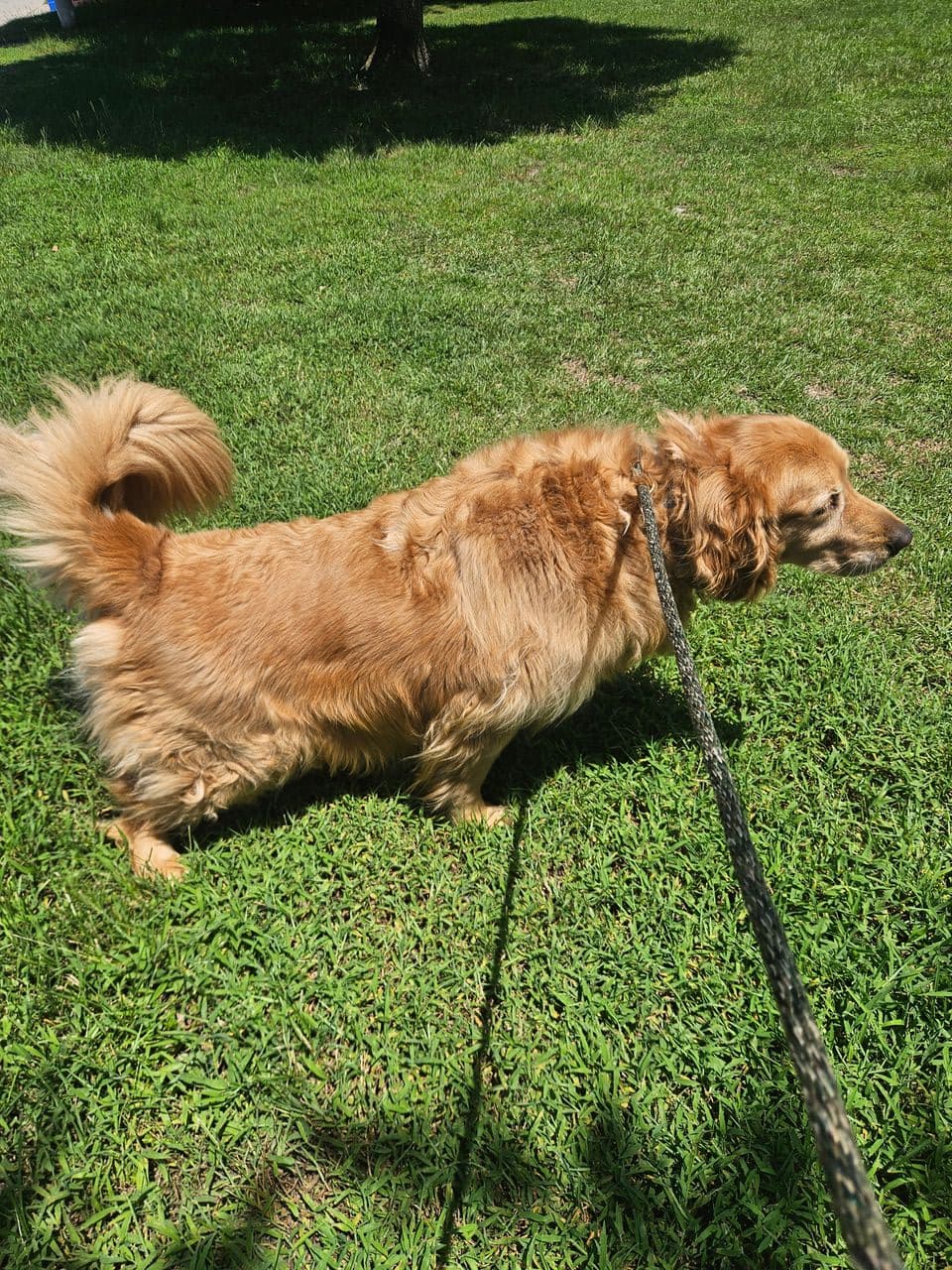 Pet travel photo 1