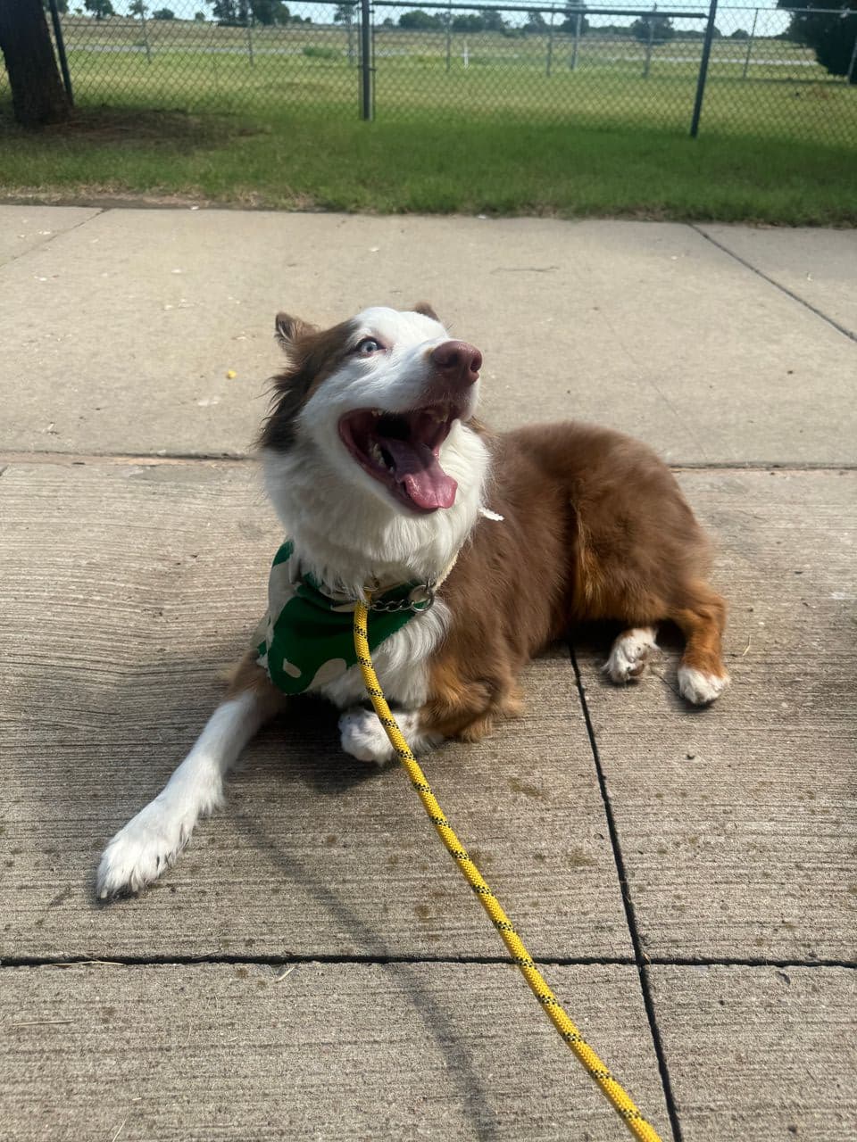 Pet travel photo 3