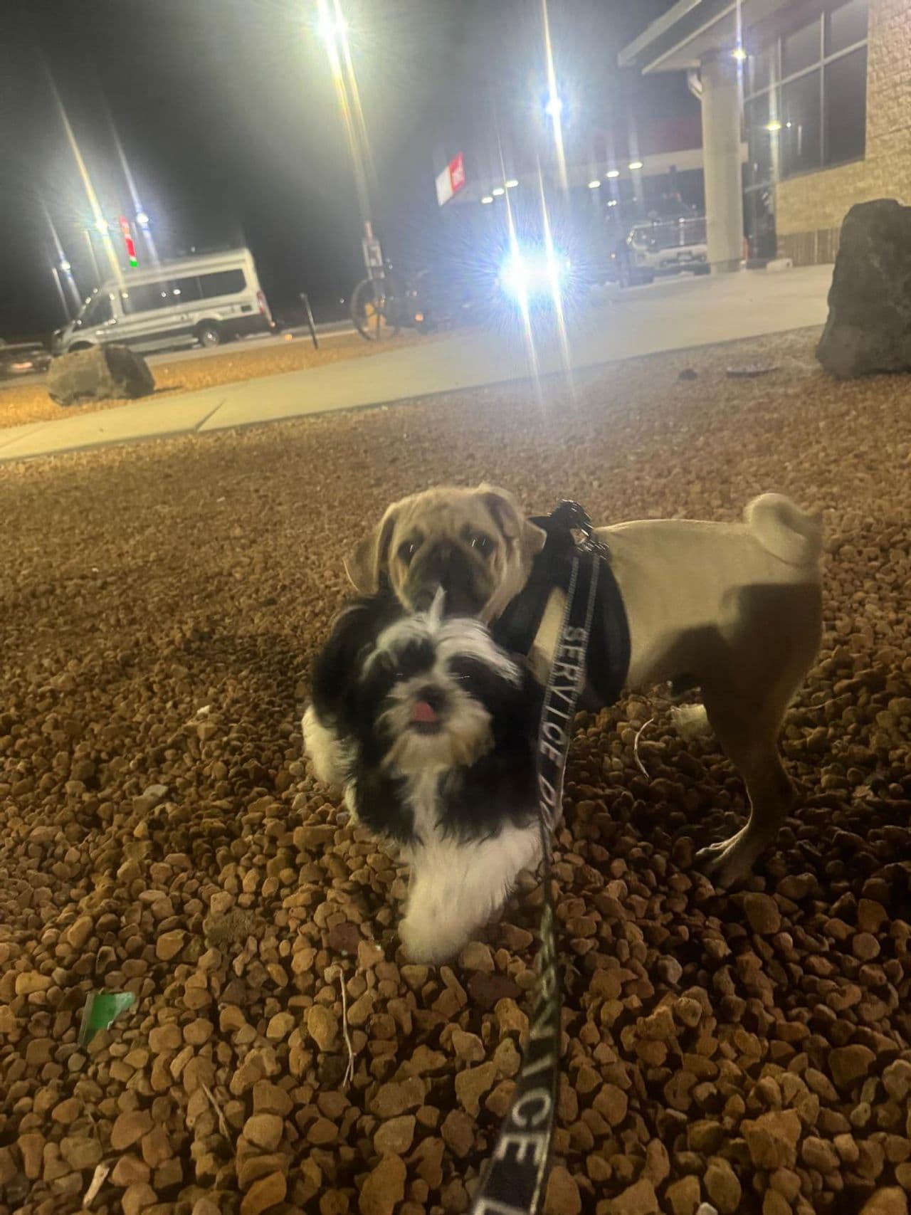 Pet travel photo 3