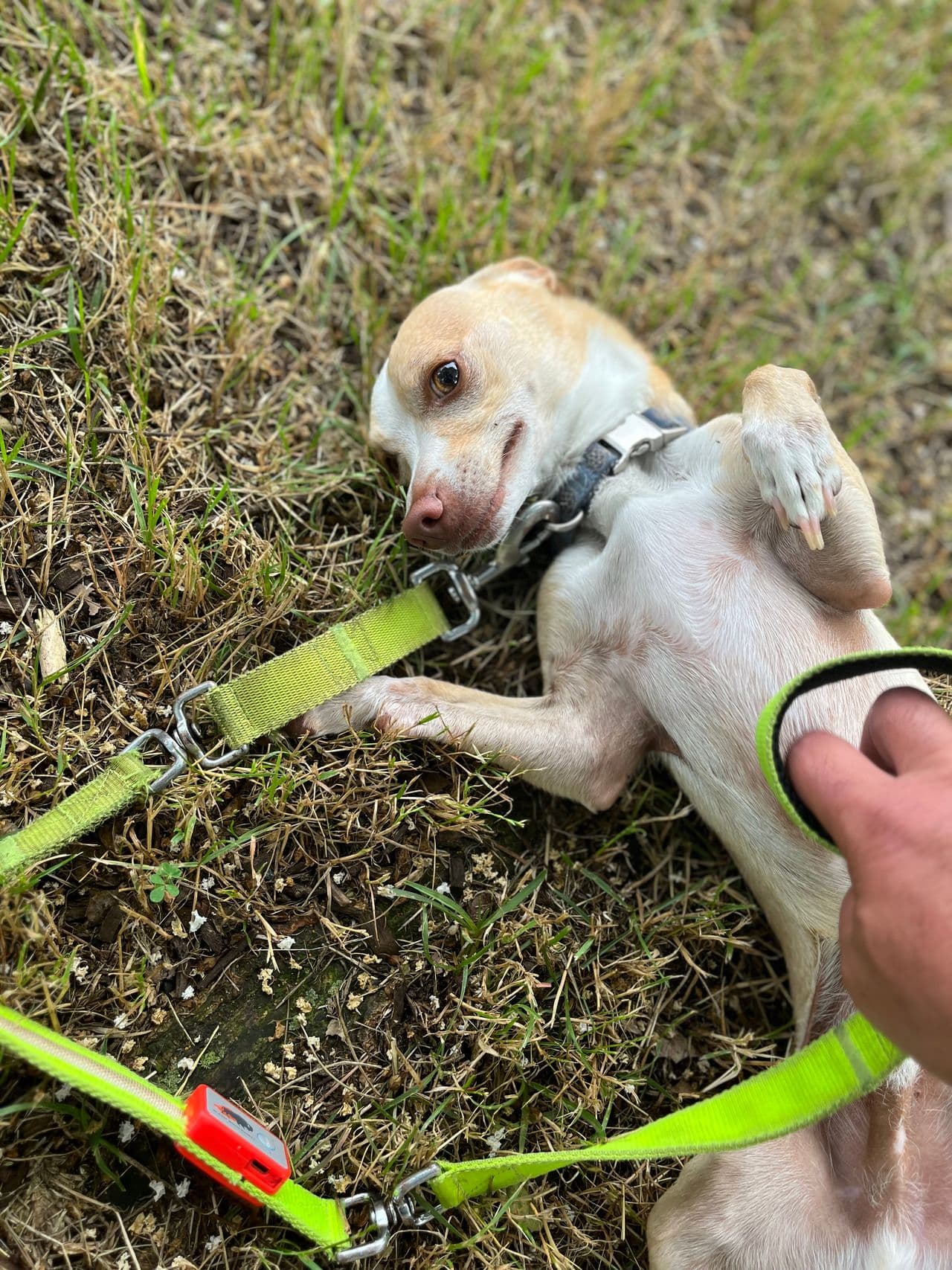 Pet travel photo 2