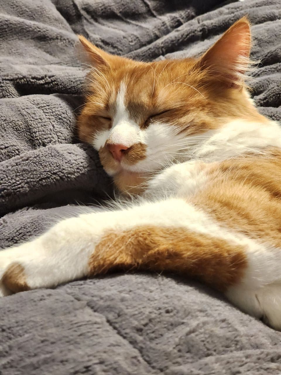Pet travel photo 5