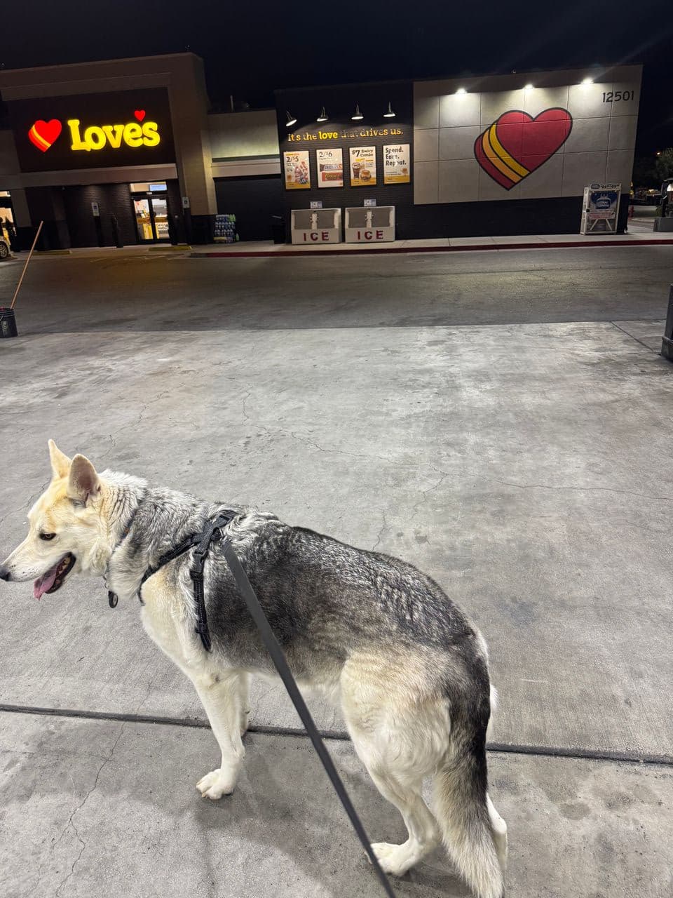 Pet travel photo 3