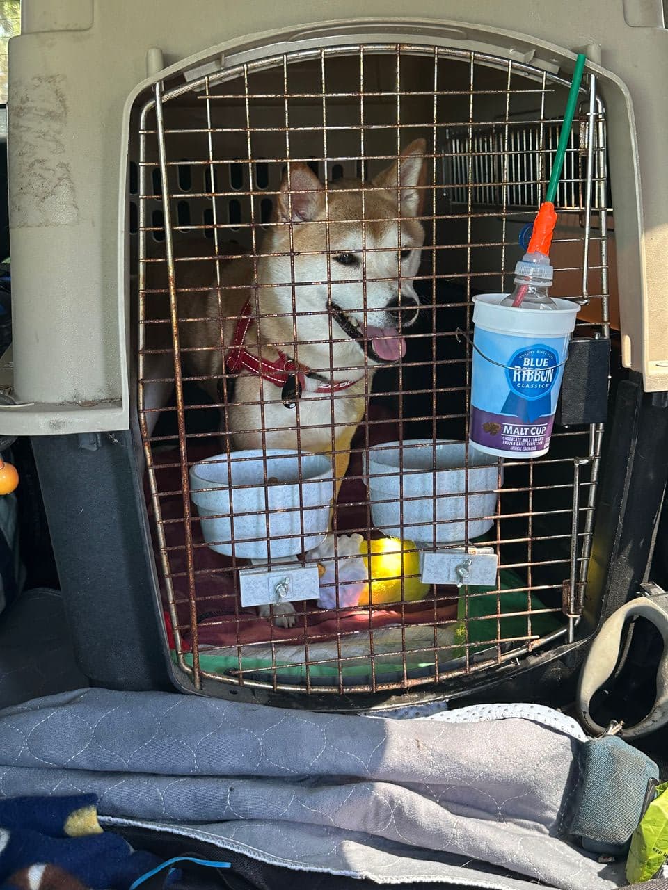 Pet travel photo 4