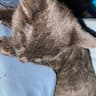Highway Pals Pet Transport