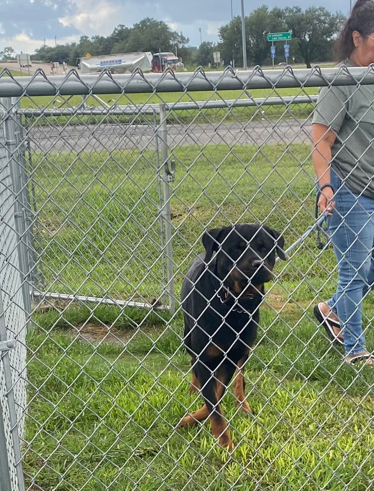 Pet travel photo 1