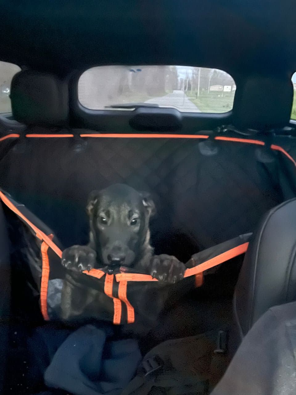 Pet travel photo 2