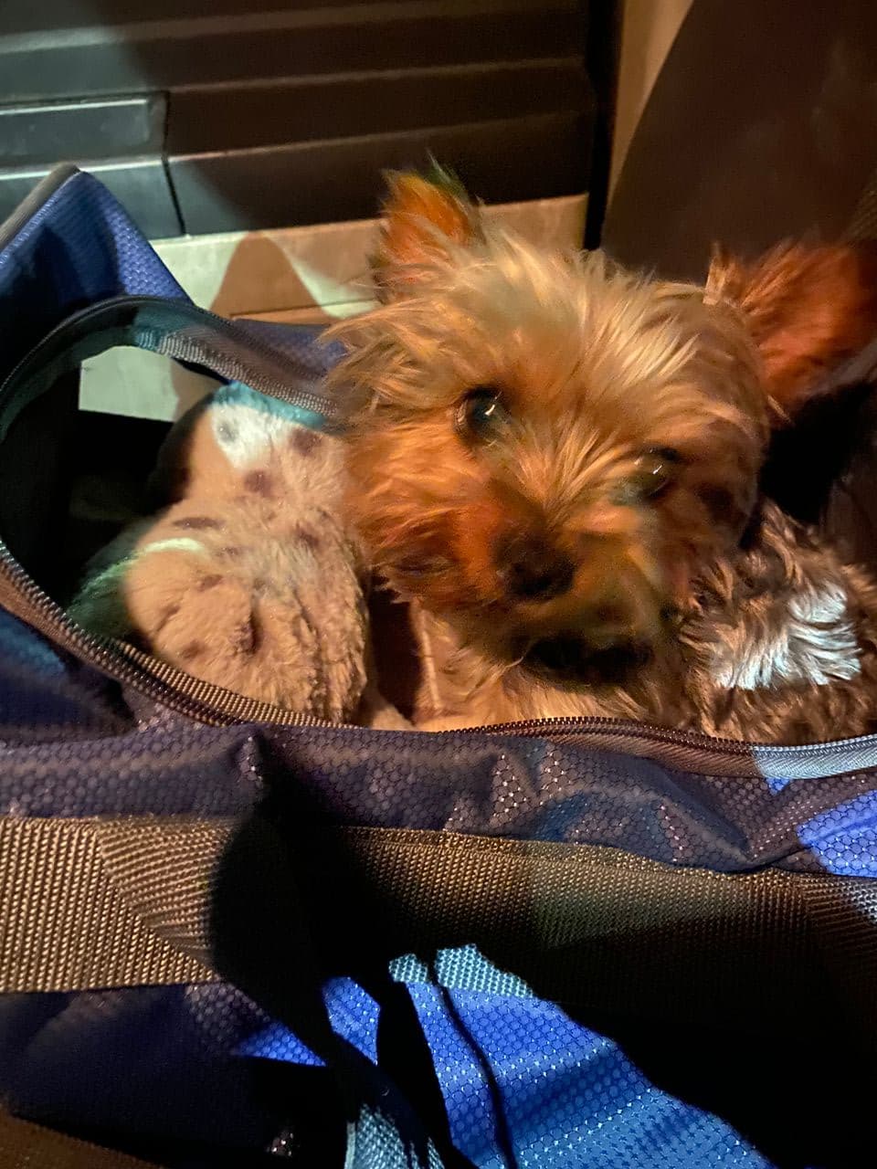 Pet travel photo 6