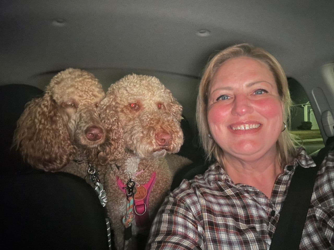 Pet travel photo 1
