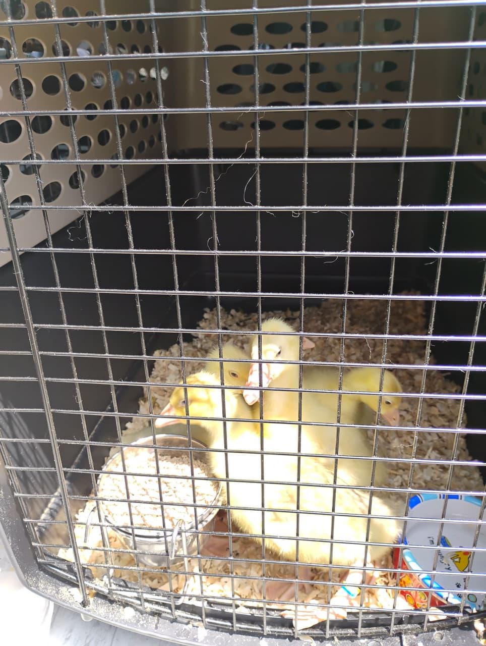 Pet travel photo 3