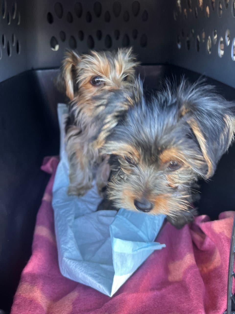 Pet travel photo 4
