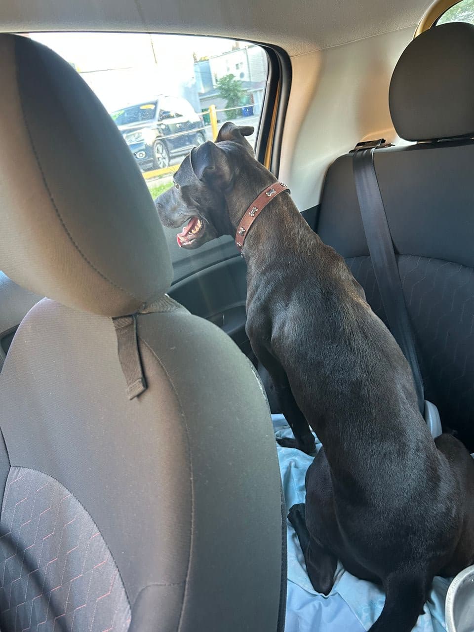 Pet travel photo 3