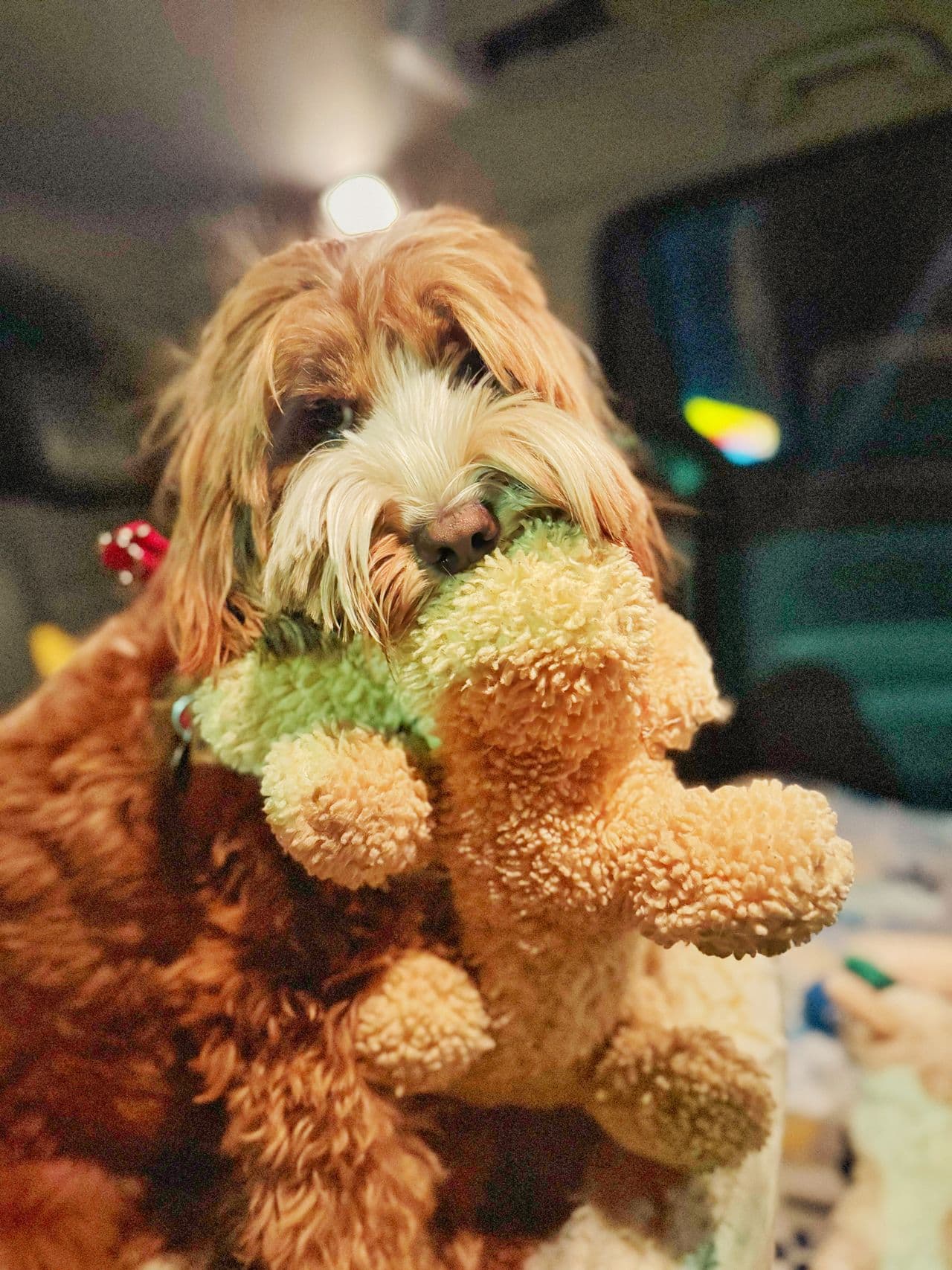 Pet travel photo 3